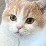 @kotik_citicat