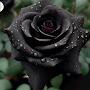 @ruchidevi3725