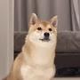 @haribothecutestshiba4546