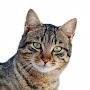@JacquesLeChat