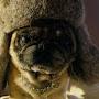 Pug ruso