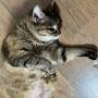 @Kong_ee_the_cat