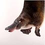 Platypus