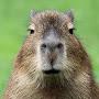 Troy Of the Capybaras