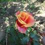 @rosesflowersgarden6402