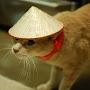 DaAsianCat