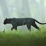@Lion-gu7gn