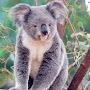 confused koala