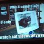 Tv Cat