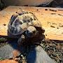 @Tobythetortoise2019