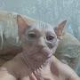 @ogurchik_v_norme