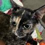 @CatMomDailyLife