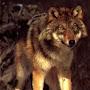 Tala The wolf