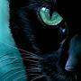 Black Cat