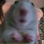 @Hamster-c3i