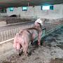 Heo Duroc Đài Loan Mind Farm - Hiệp Hoà Bắc Giang