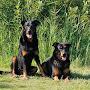 @beautjebeauceron2801