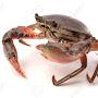@declaringcrab95