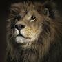 @haiderkhan3517