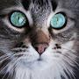 @AKrst3vsk1