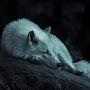 @WOLF-sj9wj