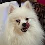 @PomPomSky