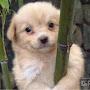 @bamboojindo