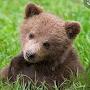 @Tropbear