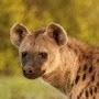 @actualhyena