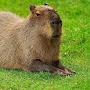 Capybara_Youtube
