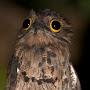 Potoo Burd