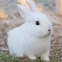 @hynn_rabbit