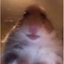 @hamsterinskype9151