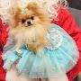 Princess Tiny of Pom Pom