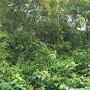@girishnaik951
