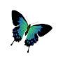 @bluebutterfly244