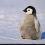 @Penguin1220-h8h