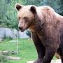 @bear-7020-productions