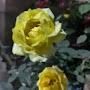 @Aditee-25