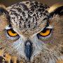 SaGe OwL