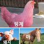 @수굼푸
