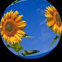 @moussasalim9950