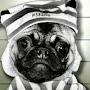 pug mug