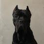 @Colt_Cane_Corso