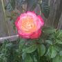 @samohazaatouri6748