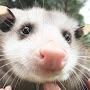 @3opossumsinatrenchcoat