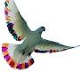 @birdscarecure8089