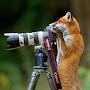 @FoxHowton