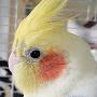 @CockatielsandCaliforniabirds