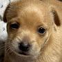@ehhoi_tem_lcmm